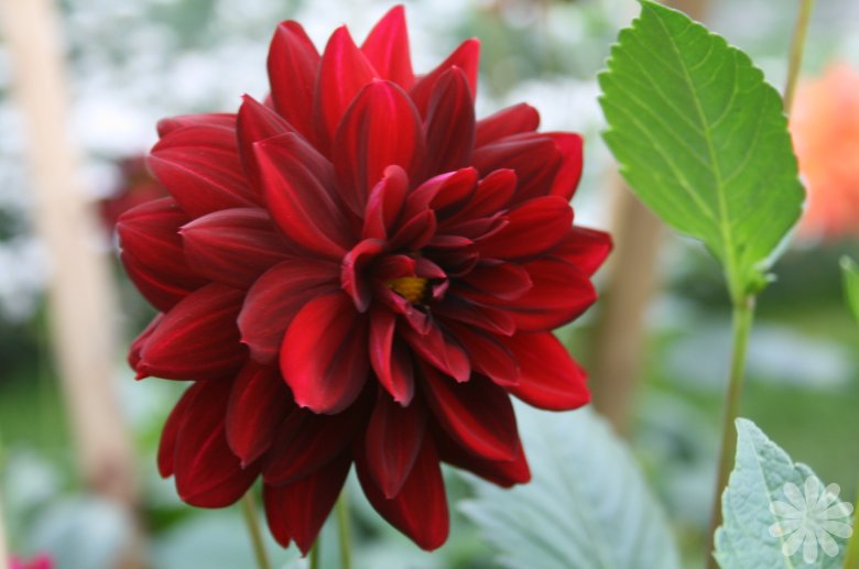 Dahlia Arabian Night